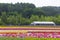 Colorful flower fields of Tomita farm, Furano, Hokkaido