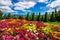 Colorful flower garden