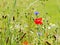 Colorful flower meadow with a red blossom of the corn poppy also known as corn rose or fire poppy and the technical name is