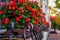 Colorful flower pot with red begonias