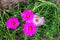 Colorful flower red Common Purslane or  Little Hogweed  blooming in garden background