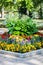 Colorful flowerbed with dahlia, begonia, salvia, marigold and sweet tobacco in the city park