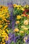 Colorful flowerbed with dahlia, salvia and marigold in the city park