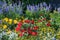 Colorful flowerbed with salvia, tagetes, alyssum, zinnias and sa