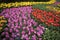The Colorful flowerbed with tulips hyacinths and daffodils