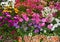 A colorful flowerbed with vibrant perennial plants.