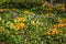 Colorful flowerbed with white wood anemones, Yellow and purple saffron crocus and primrose , Anemone nemorosa, Crocus vernus and