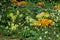 Colorful flowerbed with white wood anemones, Yellow and purple saffron crocus and primrose , Anemone nemorosa, Crocus vernus and