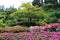 Colorful flowerbeds around a lone tree in the Butchart Garden ion Vancouver Island, British Columbia, Canada..jpg