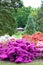 Colorful flowering bushes and fir trees