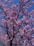 Colorful Flowering Eastern Redbud Tree in April in Spring