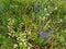 Colorful flowering herb meadow, poppy, dandelion, chamomile, arugula.