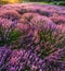 Colorful flowering lavandula or lavender field in the dawn light