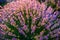 Colorful flowering lavandula or lavender field in the dawn light