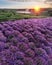 Colorful flowering lavandula or lavender field in the dawn light