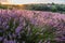 Colorful flowering lavandula or lavender field in the dawn light