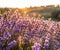 Colorful flowering lavandula or lavender field in the dawn light