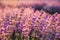 Colorful flowering lavandula or lavender field in the dawn light