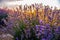 Colorful flowering lavandula or lavender field in the dawn light