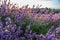 Colorful flowering lavandula or lavender field in the dawn light