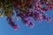 Colorful Flowering Plant in Bloom With Bright Blue Sky Background