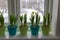 Colorful Flowerpots of Dwarf Daffodils, Narcissus, in a window post with snow outside. Spring.