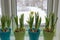 Colorful Flowerpots of Dwarf Daffodils, Narcissus, in a window post with snow outside. Spring.