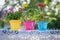 Colorful flowerpots on lace tablecloth in summer sun