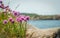 Colorful flowers in the archipelago of BohuslÃ¤n on the west coast of Sweden.