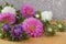 Colorful flowers - Asters