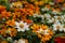 Colorful flowers background with selective focus, blurry background. daisy flowers , zinnia flower