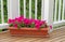 Colorful flowers in bloom on cedar wood deck with trees in background