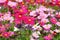 Colorful flowers blooming background, Mexican Aster flower at Chiang Mai Flower Festival,Held in February of each year