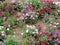 Colorful flowers blooming in Blossom Hydel Park, Kerala, India