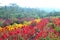 Colorful Flowers Blooming in the Garden of Lawu Mountain