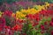 Colorful Flowers Blooming in the Garden of Lawu Mountain