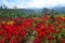Colorful Flowers Blooming in the Garden of Lawu Mountain