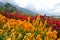 Colorful Flowers Blooming in the Garden of Lawu Mountain