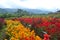 Colorful Flowers Blooming in the Garden of Lawu Mountain