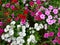 Colorful flowers blooming in the Indian Char Bagh Garden in Hamilton Gardens