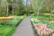 Colorful flowers and blossom in dutch spring garden Keukenhof (Lisse, Netherlands)