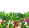 Colorful flowers border with freesia, anemone, rose, daisy, buttercup, isolated