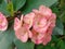 Colorful flowers of Crow of Thorns or Euphorbia Roses