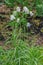 Colorful flowers flowering of Snake\'s Head Fritillary (Fritillar