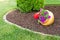 Colorful flowers in a flowerpot in a garden