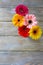Colorful flowers - gerbera