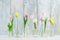 Colorful flowers in glass bottles. Greetings background