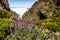 Colorful flowers grow in mountains on the slopes of Pico Arieiro on Madeira Island, Portugal.