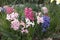 Colorful flowers of Hyacinthus orientalis