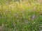 Colorful flowers on the meadow - idyllic atmosphere